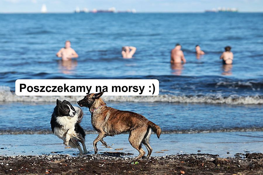 morsy.pl - Gda�sk Brze�no - 2025-10-19