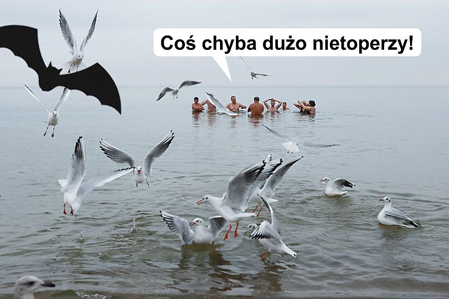 morsy.pl - Gda�sk Brze�no - 2025-11-02